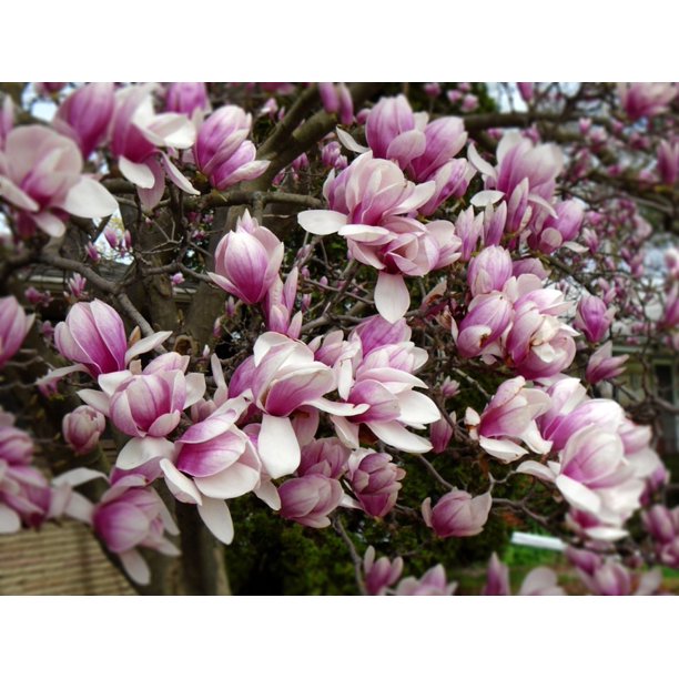 Canvas Print Blooming Bloom Spring Pink Magnolia Tree Flower Stretched Canvas 10 X 14 Walmart Com Walmart Com Canvas Print Blooming Bloom Spring Pink Magnolia Tree Flower Stretched Canvas 10 X 14 Walmart Com Walmart Com