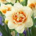 thumbnail image 1 of TASC Narcissus Flower Bulbs-Narcissus Flower Parade (10 Bulbs), 1 of 1