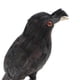 thumbnail image 4 of Juguete de de Simulación Modelo de Aves Negro Conoscitivo de Aprendizaje de Ciencia para Niños, 4 of 9