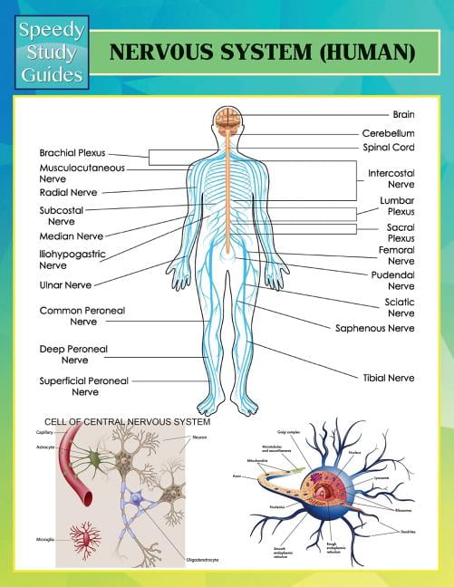 Nervous System (Human) (Speedy Study Guides) (Paperback) - Walmart.com ...