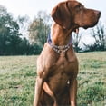 thumbnail image 3 of Reflective Martingale Dog Collars, Adjustable Soft Neoprene Padded Breathable Nylon Pet Collar for Puppy, Medium and Large Dogs,Rose Red,L, 3 of 5