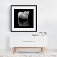 thumbnail image 2 of Polished Turban Shell and reflection - Photography Black and White Minimalist Abstract Nautical Beach Marine Life Coastal Black Framed Wall Art Print 10 x 10 inches, 2 of 3