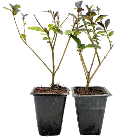 2 Golden Vicary Privet – Fast-Growing Golden Hedge Shrub for Privacy Screens, Borders & Landscaping (Ligustrum vicaryi) in 3.5″ Cubes, Live Plants