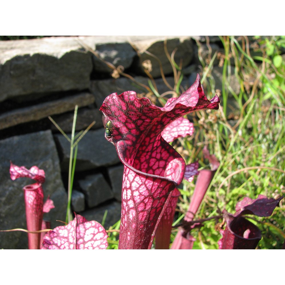 Mature Carnivorous Dana�s Delight Pitcher Plant