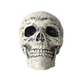 thumbnail image 1 of Skull Decoration Prop Plastic Skeleton Head Halloween Day Coffee Bars Ornament, 1 of 5