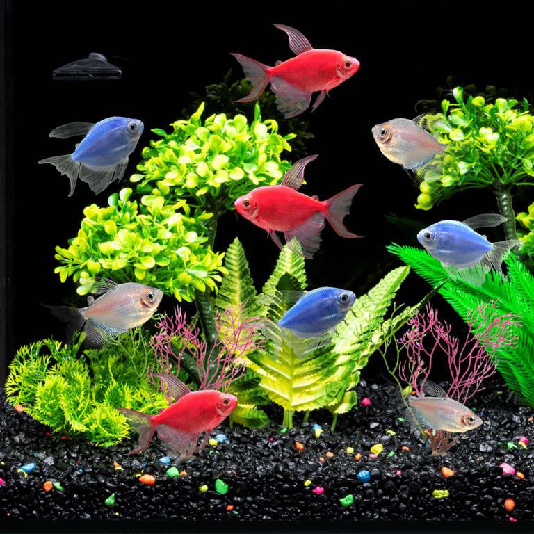 Live glofish walmart hotsell