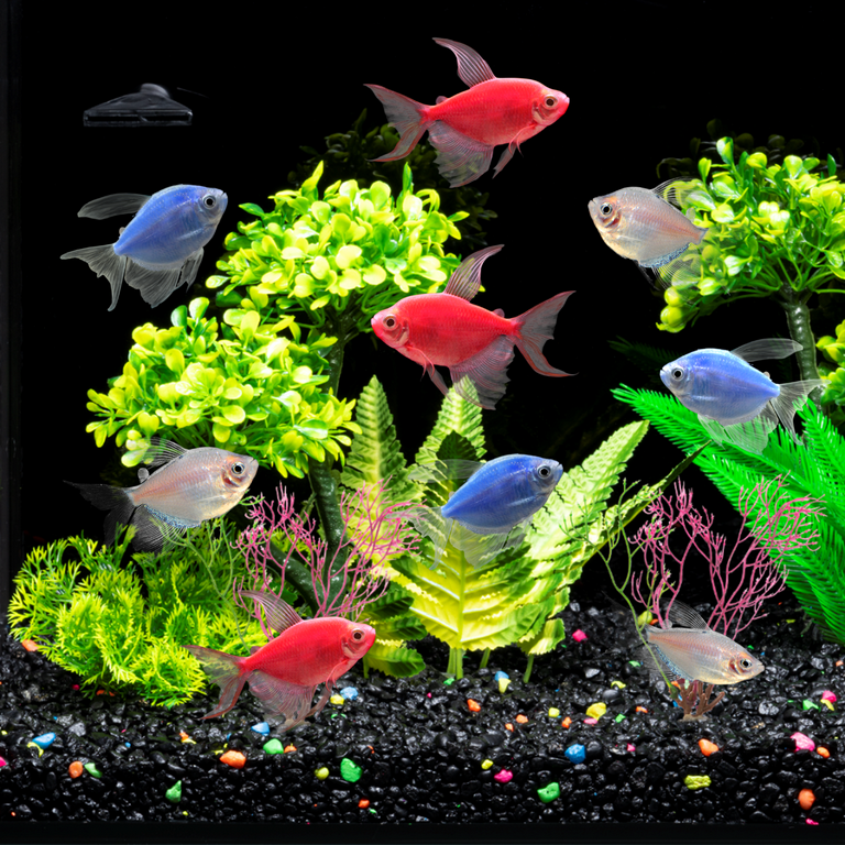 GloFish® Christmas Tetra Collection 9ct - GloFish®