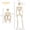 B, variant on Skeleton Halloween Decorations, Life Size Posable Skeleton Posable Halloween Skeleton Decor, Full Body Posable Joints Skeletons For Halloween Decorations, Graveyard Props, Spooky Scene Party Favors