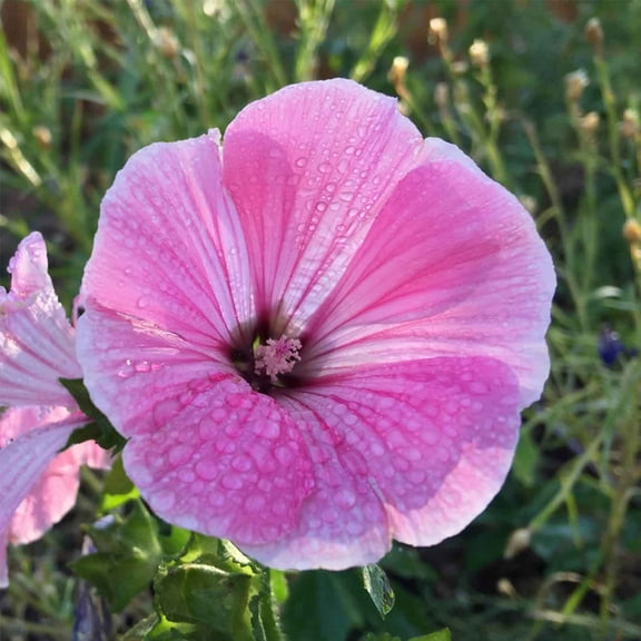 Rose Mallow Wildflower Seeds - 2 Gram Seed Packet - Annual Shrub with Rose Pink Blooms - Flower Garden - Lavatera trimestris