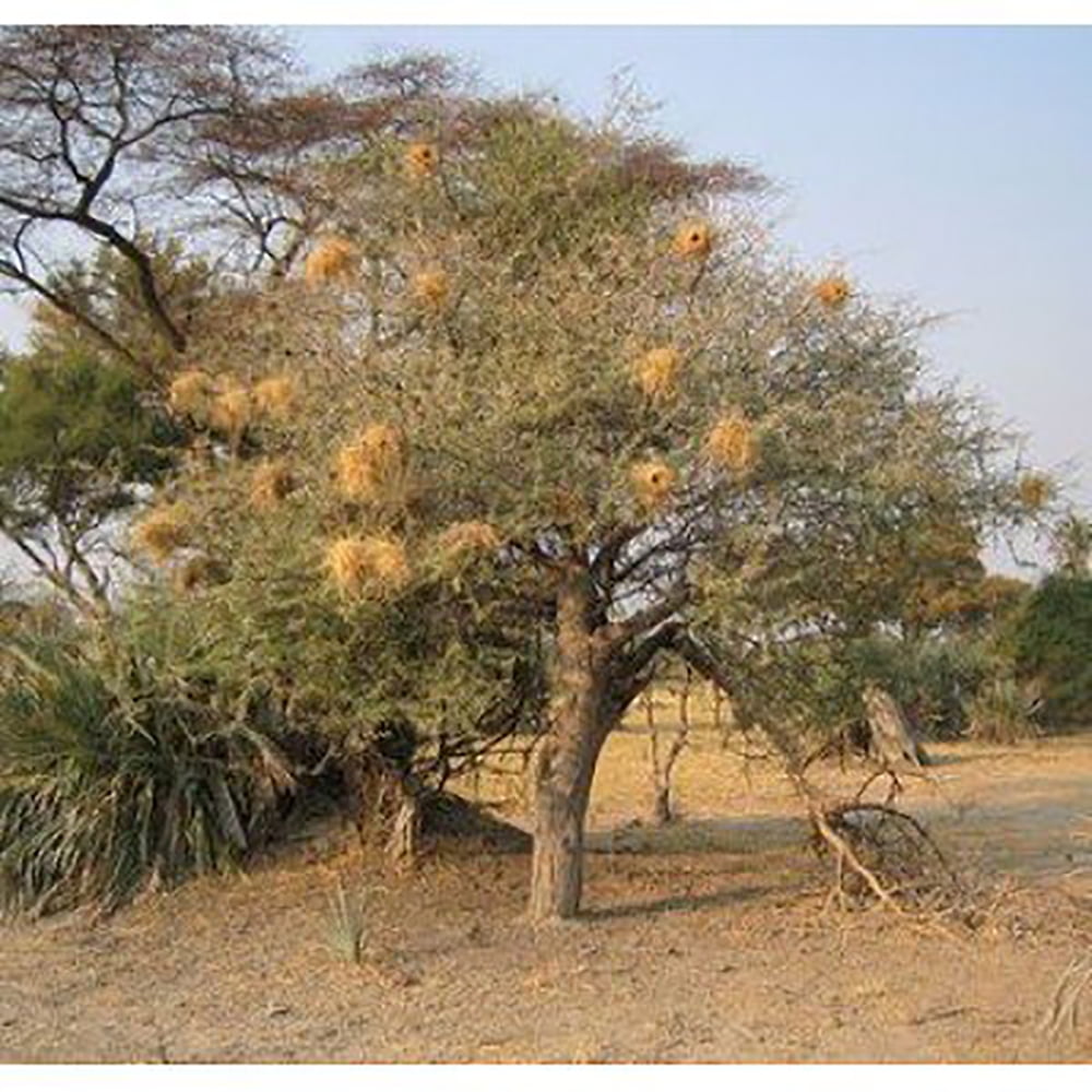 Gum Arabic Tree Seeds Acacia arabica 25 Seeds
