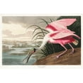 thumbnail image 2 of Audubon, John James 32x23 Gold Ornate Wood Framed with Double Matting Museum Art Print Titled - Roseate Spoonbill , 2 of 4