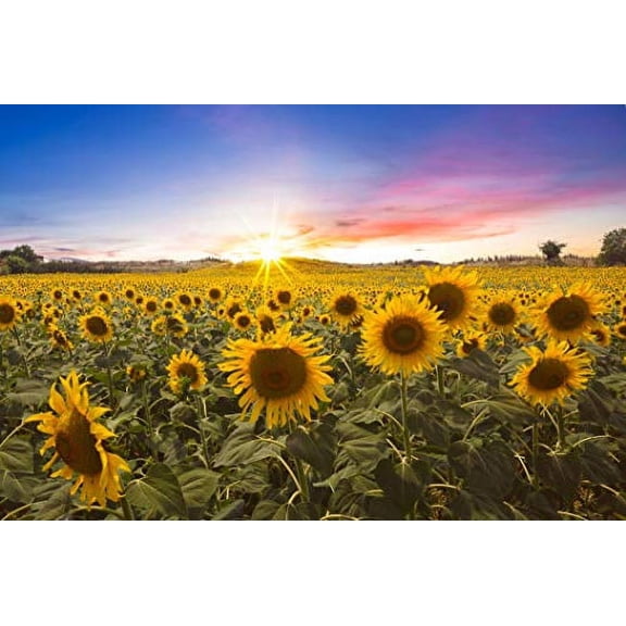 Dwarf Sunflower Seeds for Planting