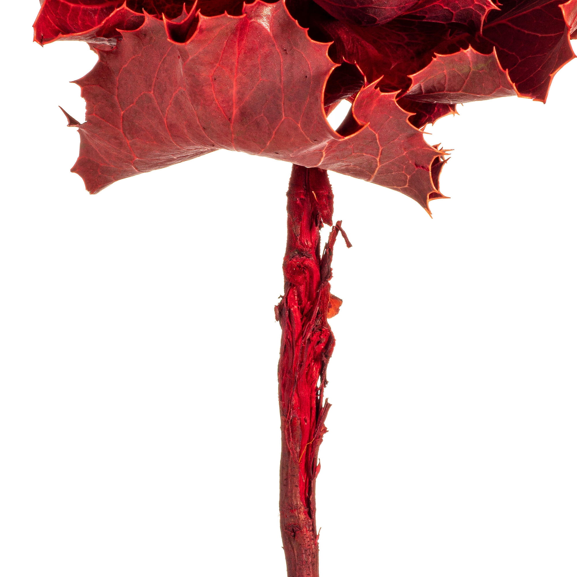 Vickerman 8" Dried Red Queen Flower