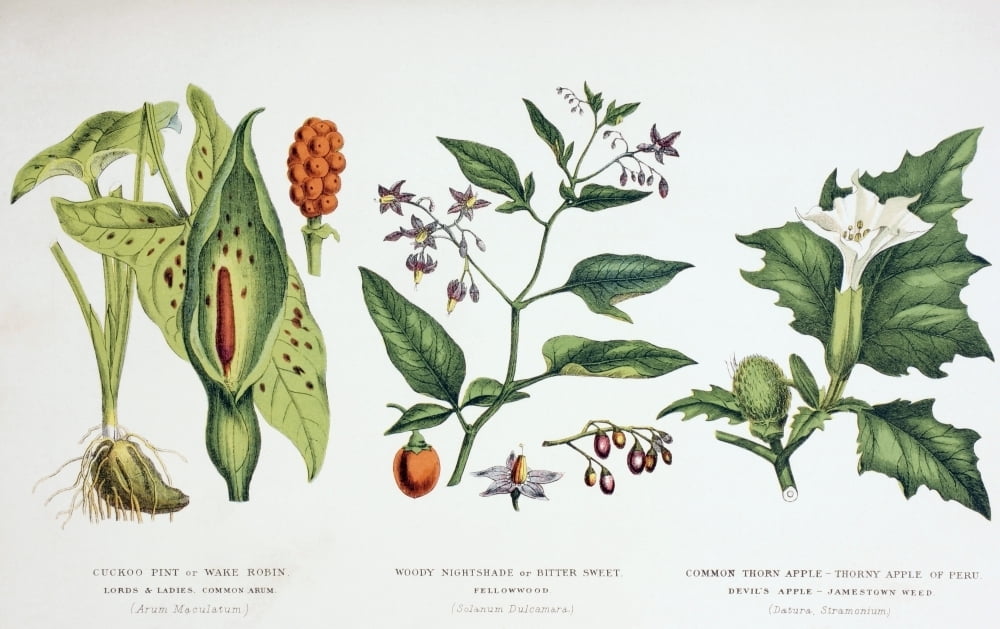 Common Poisonous Plants Left To Right Cuckoo Pint Or Wake Robin Lords Ladies Common Arum 