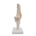 thumbnail image 4 of Anatomical Knee Joint with Ligaments Model, Life Size, 4 of 5