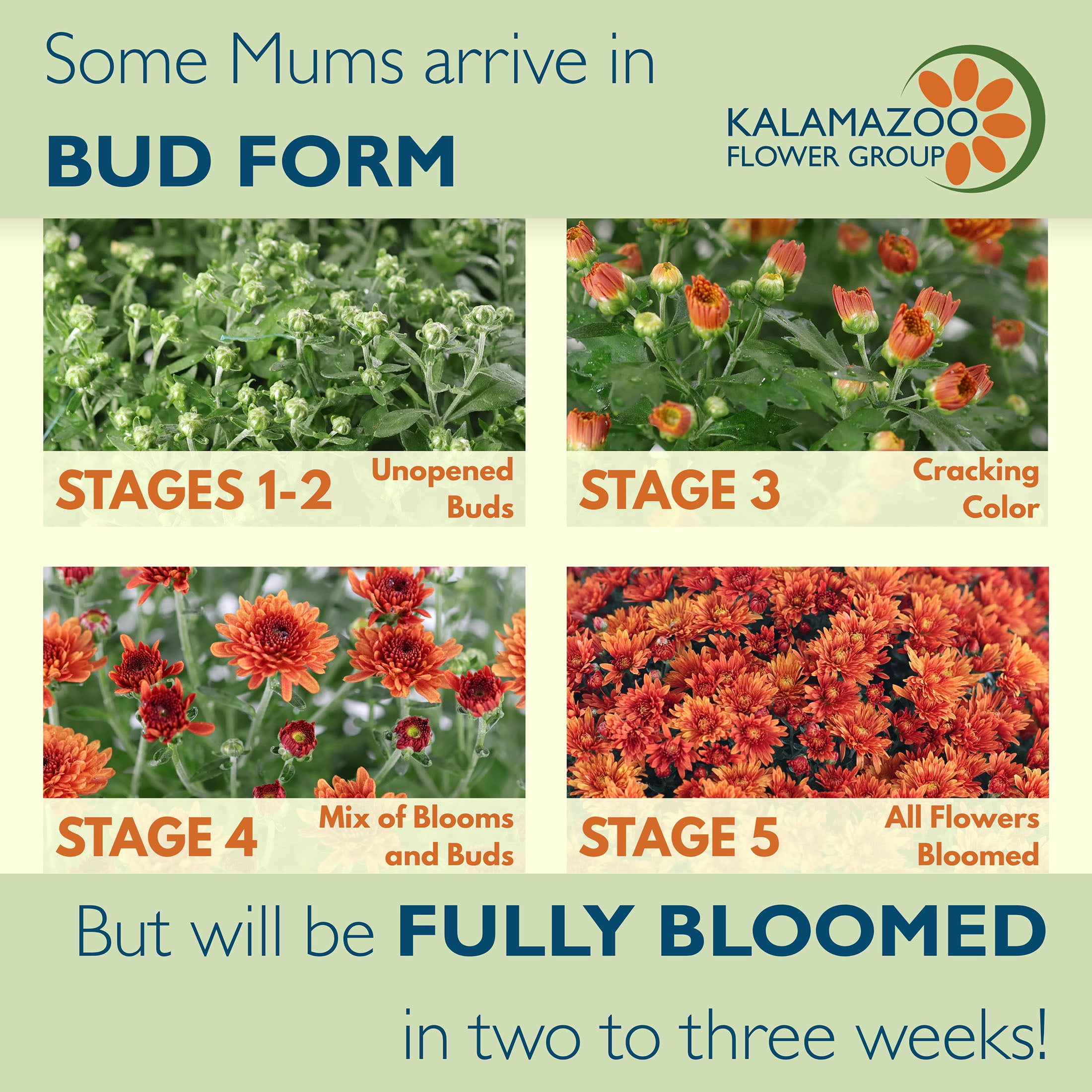 Expert Gardener 12" Orange Mum Live Plants in 6" Grower Pot Full Sun