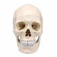 thumbnail image 1 of YSABOXY Life Size Human Anatomical Anatomy Resin Head Bone Skull Model Teaching, 1 of 5
