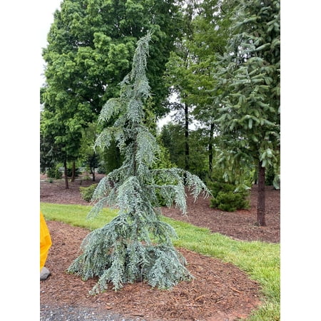 RedCrocus Deodar Cedar 'Silver Mist' (Cedrus deodara) – Live Evergreen Conifer with Silvery-Blue New Growth for Landscape & Containers 5 Gallon Nursery Pot