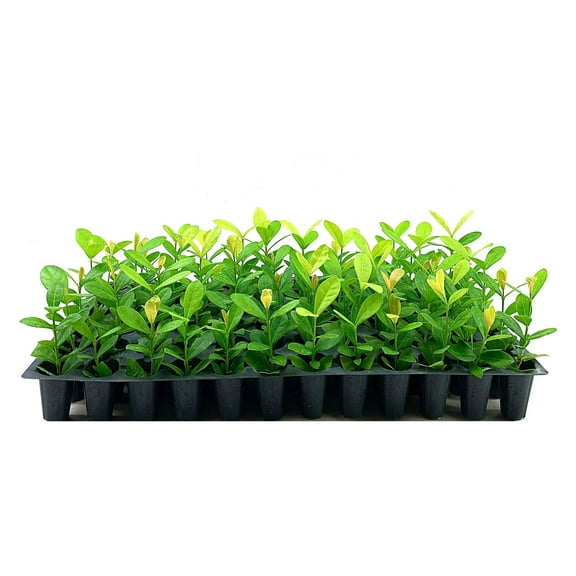 Ixora Maui Yellow  10 Live Plants  Beautiful Vibrant Blooming Butterfly Attracting Shrub  Coccinea Flame of The Woods Jungle Flame