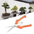 thumbnail image 3 of Ciseaux de jardinage allongés pour arbres fruitiers oranges et bonsaïs, 3 of 4