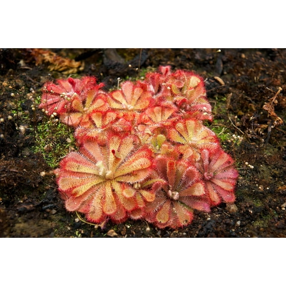 10 * Seeds * CARNIVOROUS SUNDEW Plant Drosera Flower Seeds