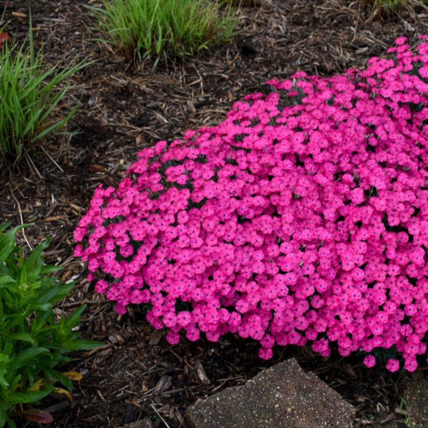 Proven Winners 6" Pink 'Paint the Town Magenta' Pinks Live Plant in 6.5" Pot