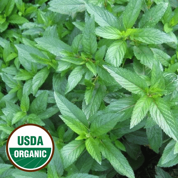 Everwilde Farms 1000 Organic Peppermint Herb Seeds Gold Vault Jumbo