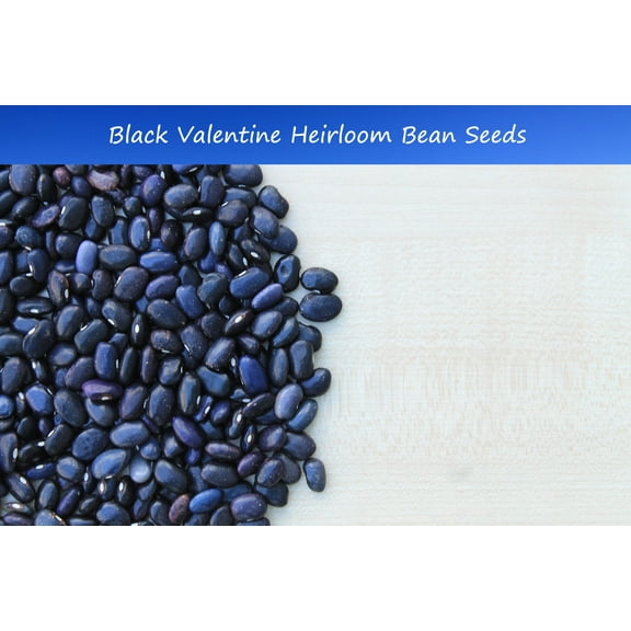 Bean SEEDS- Black Valentine Bean -200 Heirloom Seeds- All Natural vegetable - Seed Pack= Serendipity Seeds