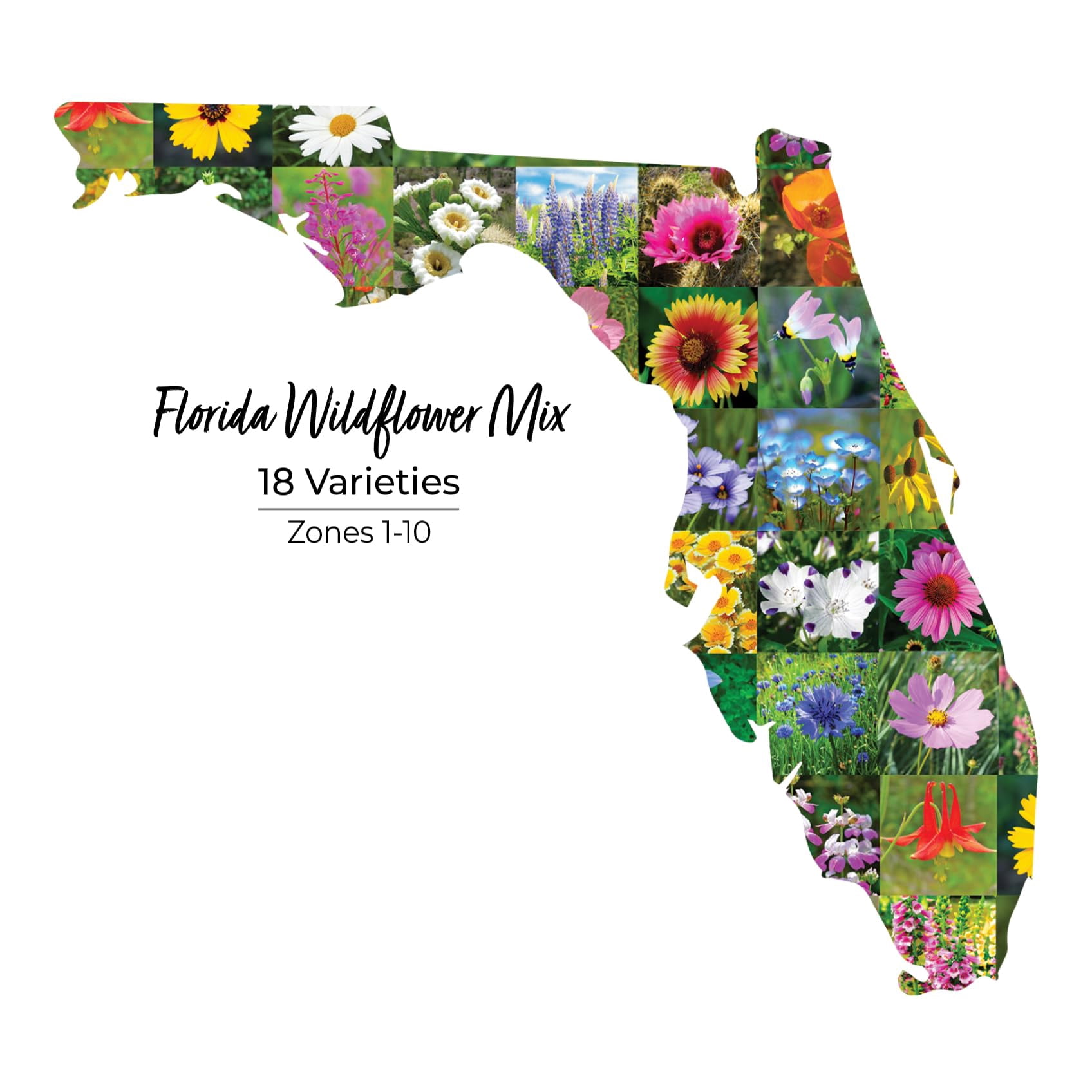 Florida Wildflower Seed Mix, Covers 325 MVR1&nbsp;Sq Ft, 18 Flower Varieties, Over 35,000 Seeds - Created By Nature