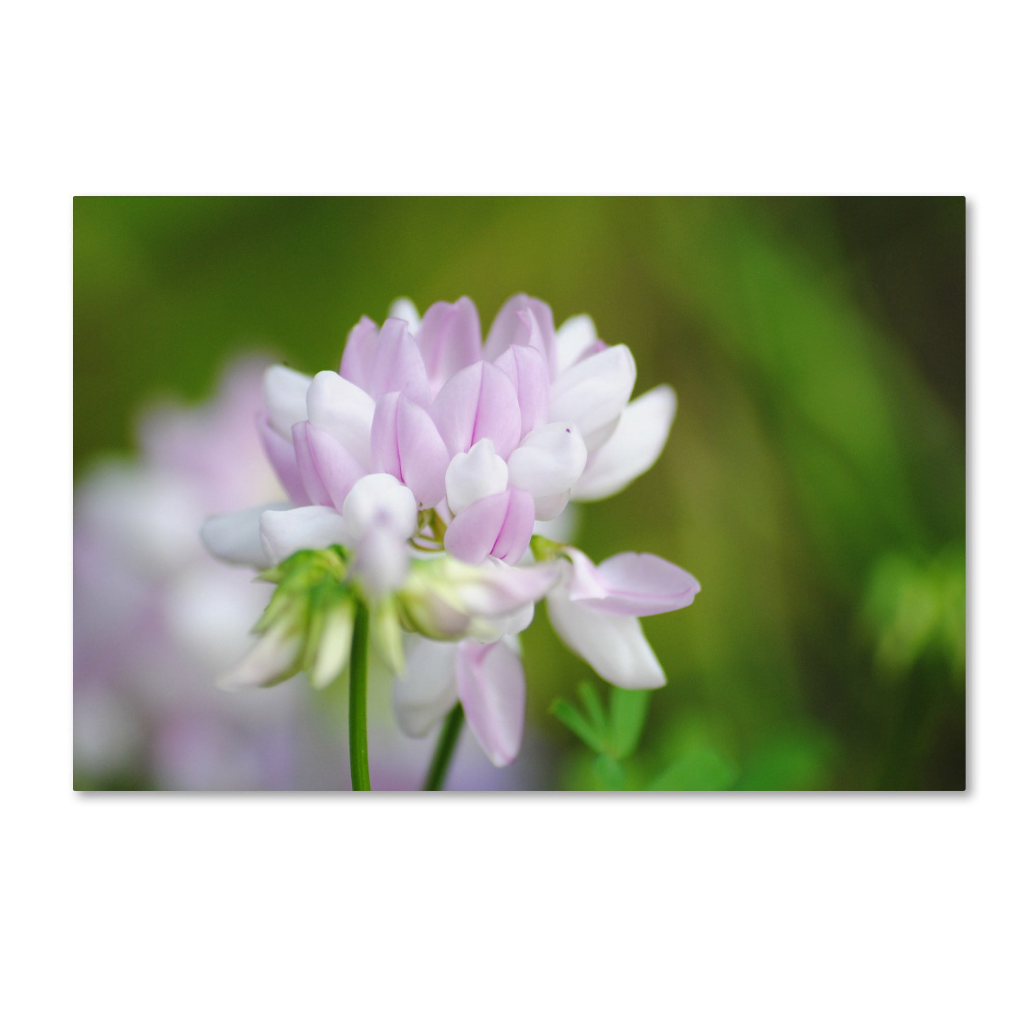 Trademark Fine Art "Calm Heart" Canvas Art by Monica Mize