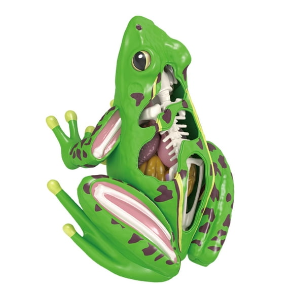 4D Anatomical Frogs Anatomy Model Teaching Aids Educational Toy for Children