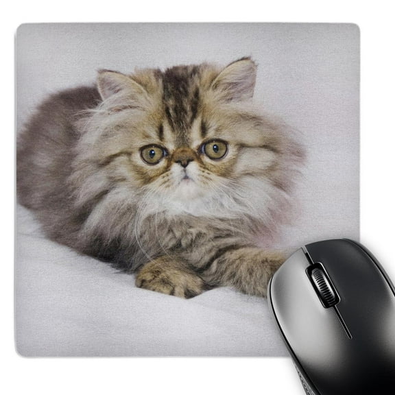 3dRose, Persian Cat, Brown Tabby, Hill Country, Texas - NA02 RNU0725 - Rolf Nussbaumer, MousePad