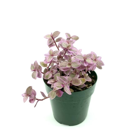 Tradescantia Pink Panther Small Houseplants, 2.5" Pot