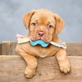 thumbnail image 5 of Dog Chew Toys Durable Plastic Material Teeth Cleaning Interactive Puppy Teething Reduce Anxiety Boredom for Aggressive Chewers Small Medium Large Dogs Indoor Outdoor, 5 of 5