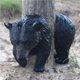 thumbnail image 2 of Bearachild Estatuilla de oso negro de árbol para el hogar, estatua de animales interesantes, diseño de escena, adorno de jardín, árboles, Decoración del hogar, 2 of 6