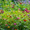 thumbnail image 4 of TomorrowSeeds - Lilliput Mix Zinnia Seeds - 600+ Count - For 2025 Planting Petite Pom Pom Dwarf, 4 of 9