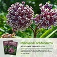 thumbnail image 3 of 3 Packs Common Milkweed Seeds - Non-GMO Heirloom Full Sun Perennial Flower, 3 of 7