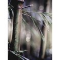 thumbnail image 1 of Leaf Iv Poster Print by Incado (22 x 28), 1 of 1