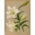 thumbnail image 2 of Arentine H. Arendsen 11x14 Gold Ornate Wood Frame and Double Matted Museum Art Print Titled - Lilium Longiflurum (1872-1881), 2 of 4