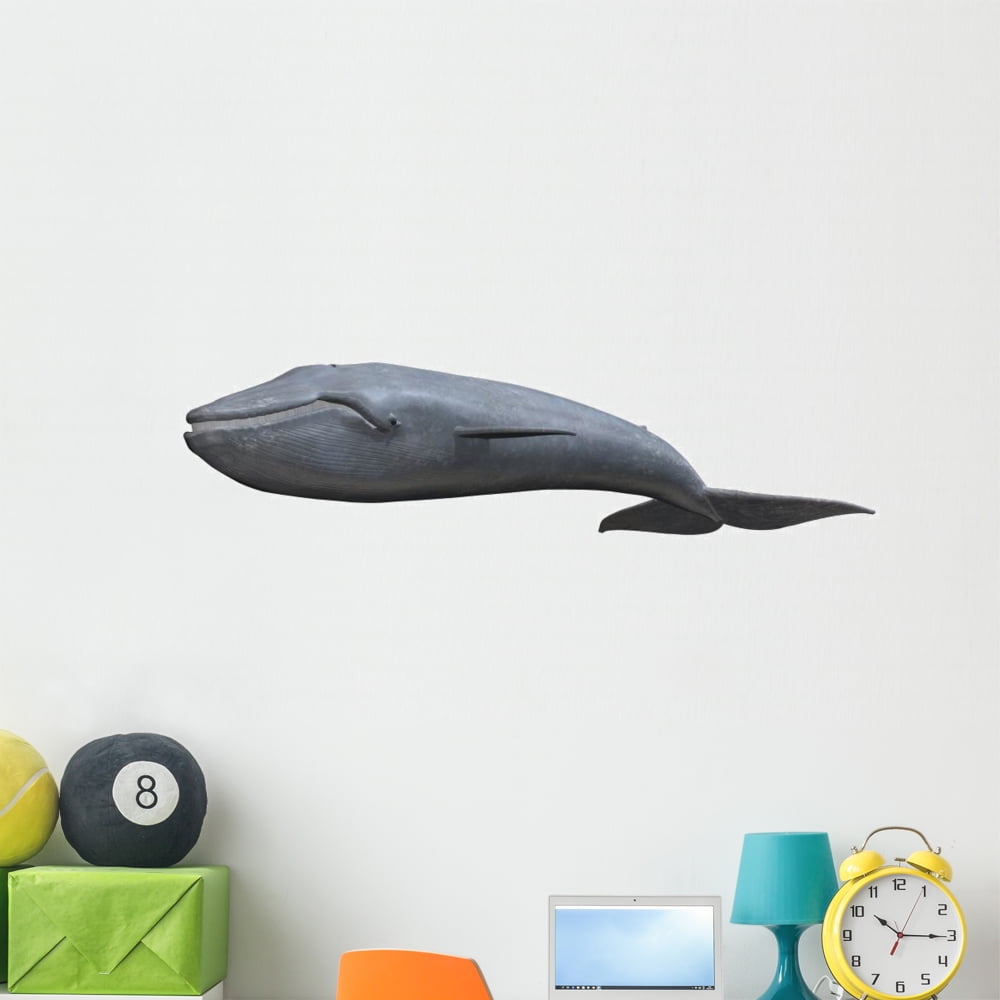 Whale Wall Decal Sticker By Wallmonkeys Vinyl L And Stick Graphic 18 In W X 5 H