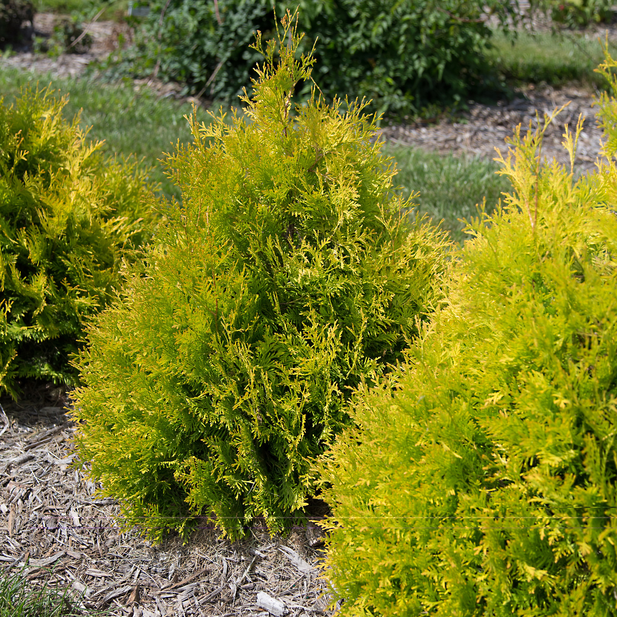 First Editions Arborvitae Lemon Burst Live Shrub in 2-Gallon Grower Pot