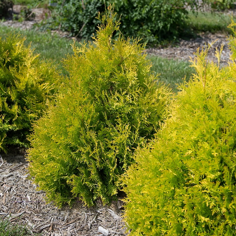 First Editions Arborvitae Lemon Burst Live Shrub in 2-Gallon