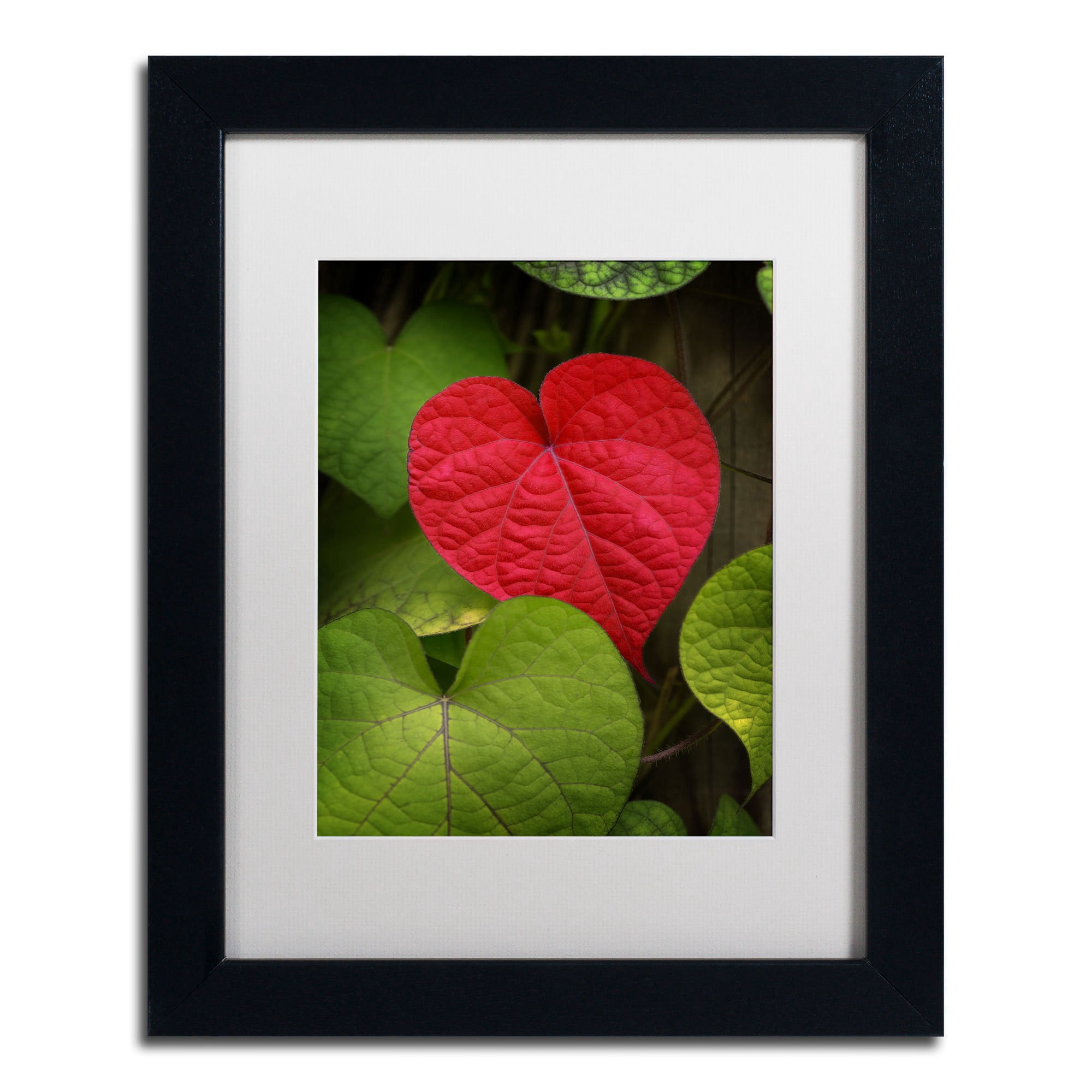 Trademark Fine Art "Heart to Take" Canvas Art by Philippe Sainte-Laudy, White Matte, Black Frame