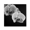 thumbnail image 2 of Trademark Fine Art Michael Harrison Orchids Canvas Wall Art - 24x24, 2 of 4