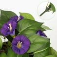 thumbnail image 6 of Briful 2PCS Artificial Hanging Flowers Morning Glory Flower Vines Fake Porch Plants Silk Greenery for Home Garden Balcony Shelf Decor Indoor, Purple, 6 of 6