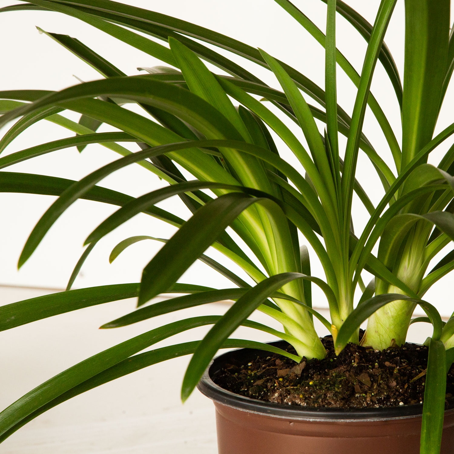 Southern Living Queen Mum Agapanthus 'Lily of the Nile' Live Shrub in 2.5-Quart Grower Pot