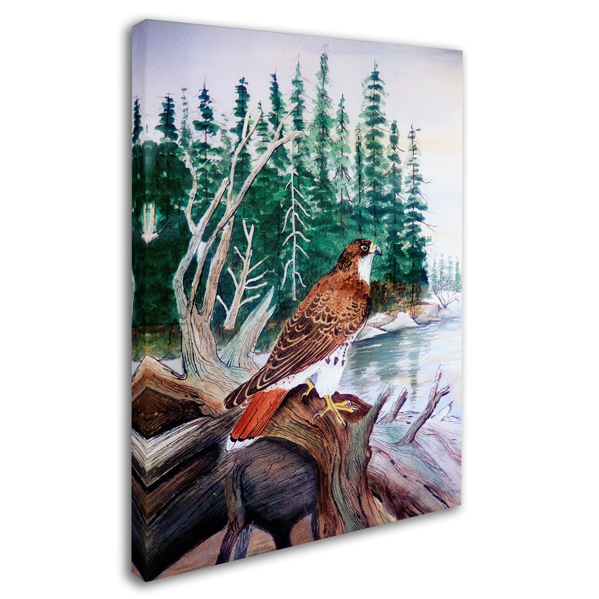 Trademark Fine Art 'Red Tailed Hawk' Canvas Art by Arie Reinhardt Taylor