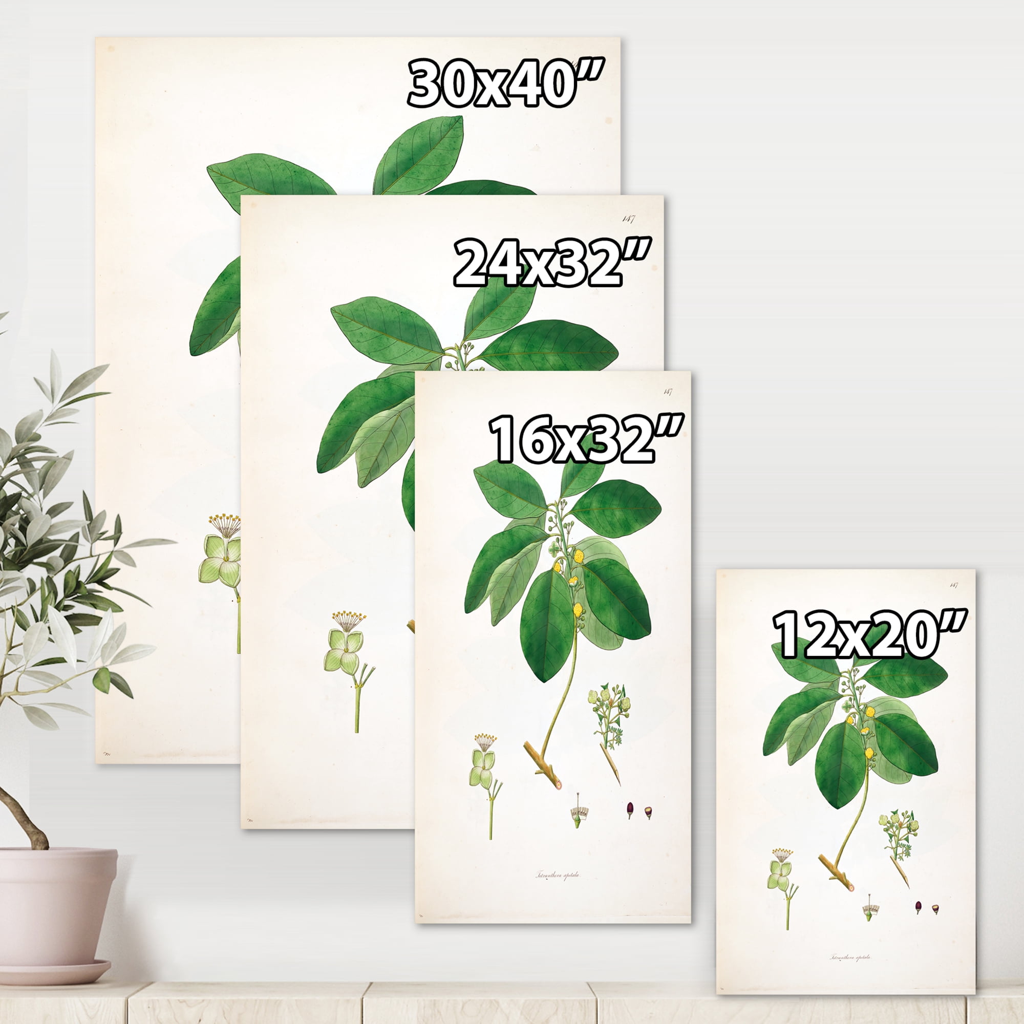 Ancient Botanicals V 8 in x 12 in Painting Canvas Art Print, by Designart