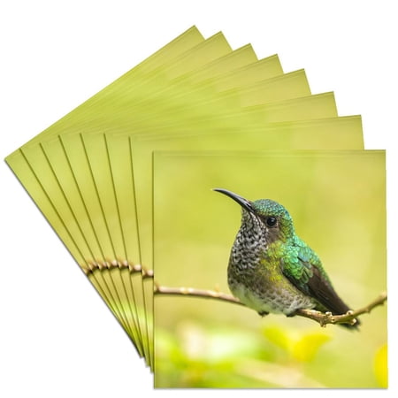 3drose, Costa Rica, Tuis Valley. Female White-necked Jacobin Hummingbird., Set of 8 Ceramic Tile Coasters