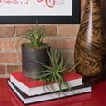 thumbnail image 2 of Vickerman FA171601 Plastic Grass-Frosted Green Greenery Stem - 8 in. - 3 Per Bag, 2 of 3